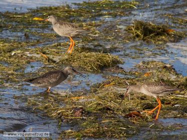 Drei Dunkle Wasserläufer auf Nahrungssuche
