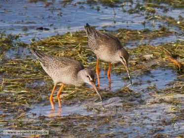Dunkler Wasserläufer im Ismaninger Speichersee