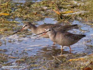 Dunkler Wasserläufer im Ismaninger Speichersee