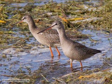 Dunkler Wasserläufer im Ismaninger Speichersee