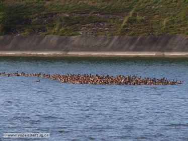 Jede Menge Kolbenenten