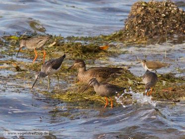 Grünschenkel, Dunkler Wasserläufer und Flussuferläufer im Beisein einer Ente