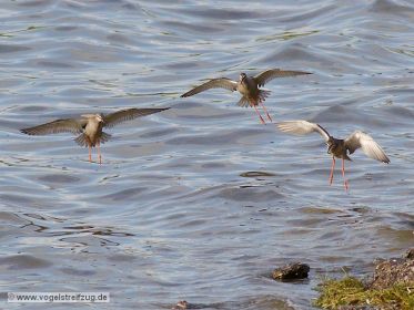 Dunkler Wasserläufer im Flug über dem Ismaninger Speichersee