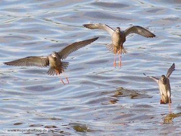 Dunkler Wasserläufer im Flug über dem Ismaninger Speichersee