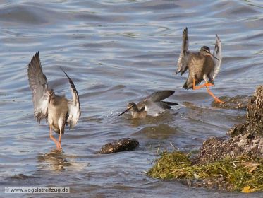 Dunkler Wasserläufer im Flug über dem Ismaninger Speichersee