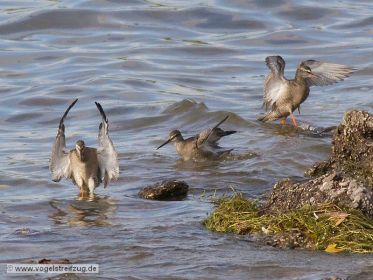 Drei Dunkle Wasserläufer im Ismaninger Speichersee