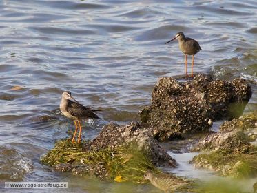 Drei Dunkle Wasserläufer im Ismaninger Speichersee