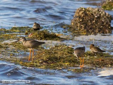 Dunkler Wasserläufer mit Alpenstrandläufer