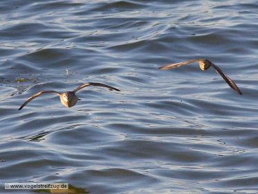 Zwei Alpenstrandläufer im Flug