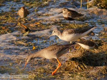 Dunkler Wasserläufer, Grünschenkel, Alpenstrandläufer, Flussuferläufer