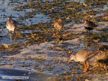 Grünschenkel, zwei Alpenstrandläufer und ein Dunkler Wasserläufer