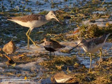 Dunkler Wasserläufer, Grünschenkel, Alpenstrandläufer, Flussuferläufer