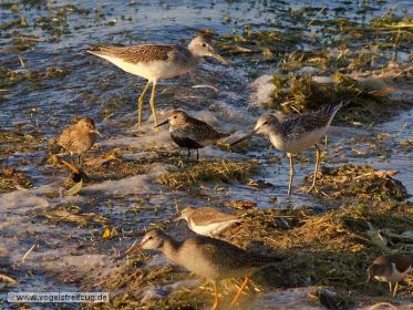 Dunkler Wasserläufer, Grünschenkel, Alpenstrandläufer und Flussuferläufer suchen Nahrung