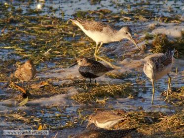 Dunkler Wasserläufer, Grünschenkel, Alpenstrandläufer und Flussuferläufer suchen Nahrung