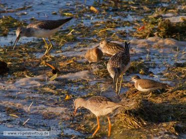 Dunkler Wasserläufer, Grünschenkel, Alpenstrandläufer und Flussuferläufer suchen Nahrung
