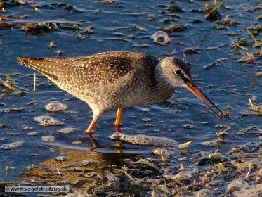 Dunkler Wasserläufer im Ismaninger Speichersee