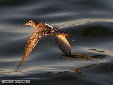 Dunkler Wasserläufer im Flug über dem Ismaninger Speichersee