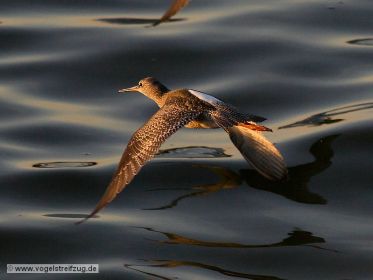 Dunkler Wasserläufer im Flug über dem Ismaninger Speichersee