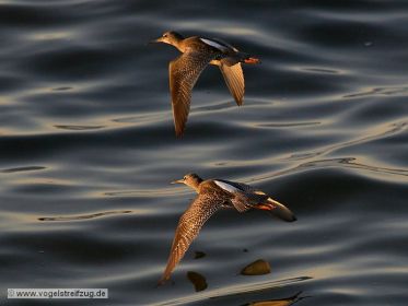 Dunkler Wasserläufer im Flug über dem Ismaninger Speichersee