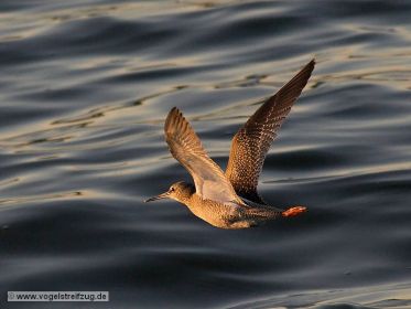 Dunkler Wasserläufer im Flug über dem Ismaninger Speichersee