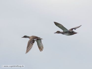 Schnatterenten-Paar im Flug