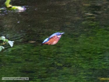 Eisvogel fliegt davon
