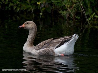 Graugans (sieht mehr nach Hausgans aus)