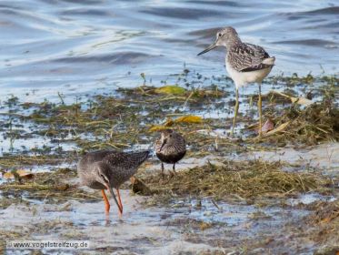 Grünschenkel, Dunkler Wasserläufer, Alpenstrandläufer