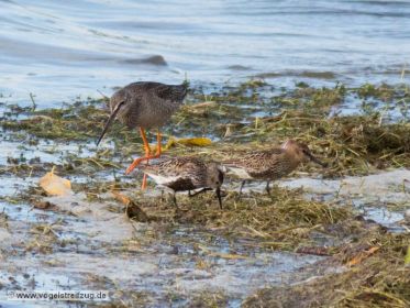 Dunkler Wasserläufer mit Alpenstrandläufer