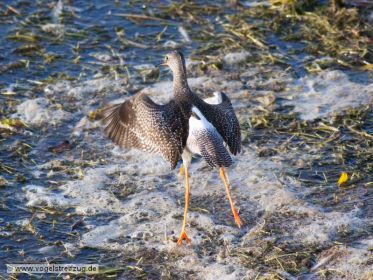 Dunkler Wasserläufer im Ismaninger Speichersee