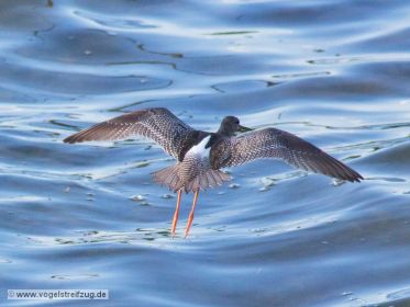 Dunkler Wasserläufer im Flug über dem Ismaninger Speichersee