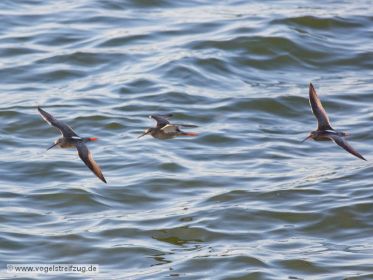 Dunkler Wasserläufer im Flug über dem Ismaninger Speichersee