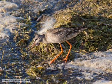 Dunkler Wasserläufer im Ismaninger Speichersee