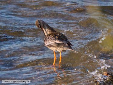 Dunkler Wasserläufer im Ismaninger Speichersee