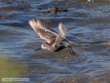 Alpenstrandläufer im Flug