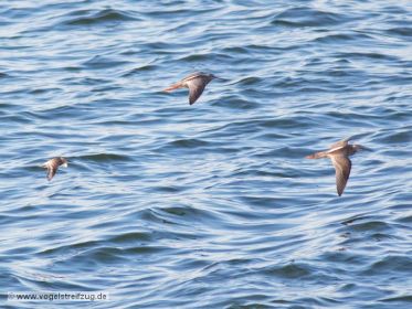 Dunkler Wasserläufer mit Alpenstrandläufer