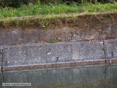 Flussuferläufer im Vorbeiflug