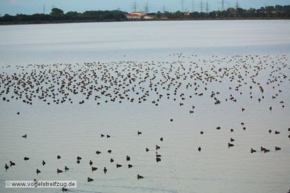 Am Abend jede Menge Enten - hauptsächlich Kolbenenten und Tafelenten - im Ismaninger Speichersee