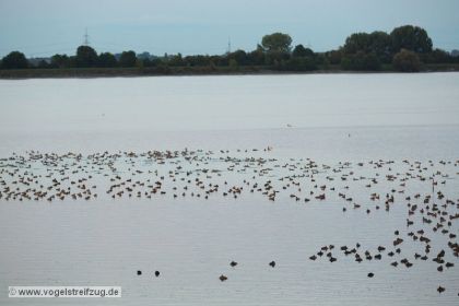 Am Abend jede Menge Enten - hauptsächlich Kolbenenten und Tafelenten - im Ismaninger Speichersee