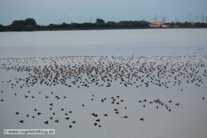 Am Abend jede Menge Enten - hauptsächlich Kolbenenten und Tafelenten - im Ismaninger Speichersee