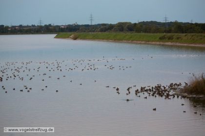 Am Abend jede Menge Enten - hauptsächlich Kolbenenten und Tafelenten - im Ismaninger Speichersee