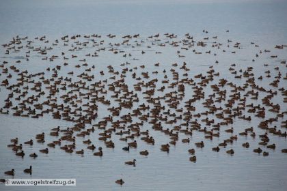 Am Abend jede Menge Enten - hauptsächlich Kolbenenten und Tafelenten - im Ismaninger Speichersee