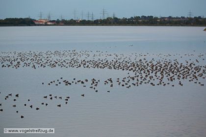 Am Abend jede Menge Enten - hauptsächlich Kolbenenten und Tafelenten - im Ismaninger Speichersee