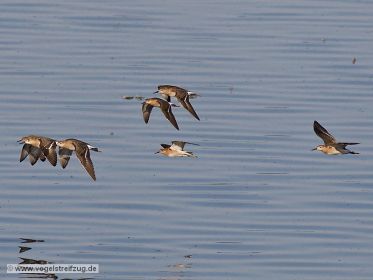 Gruppe von Kampfläufern im Flug