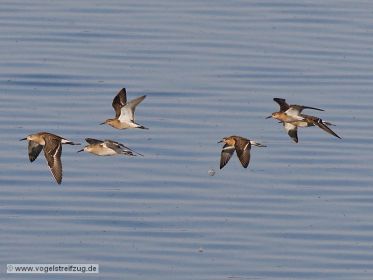 Gruppe von Kampfläufern im Flug