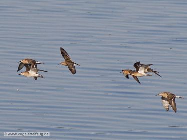 Gruppe von Kampfläufern im Flug
