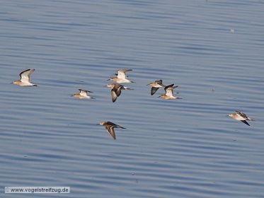 Gruppe von Kampfläufern im Flug