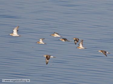 Gruppe von Kampfläufern im Flug