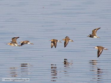 Gruppe von Kampfläufern im Flug