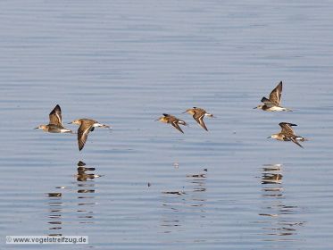 Gruppe von Kampfläufern im Flug